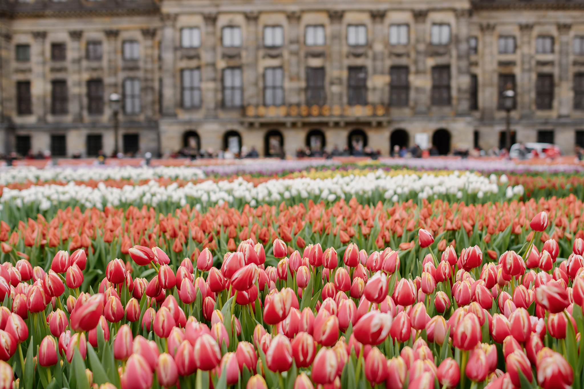 National Tulip Day 2025 in Amsterdam