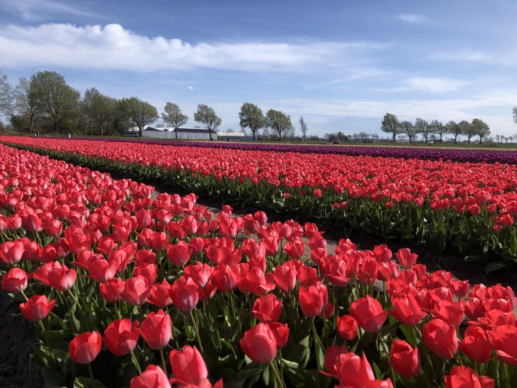Tulip Festivals in Amsterdam in 2025