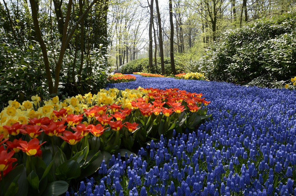 Keukenhof 2025 - spring tulip gardens near Amsterdam