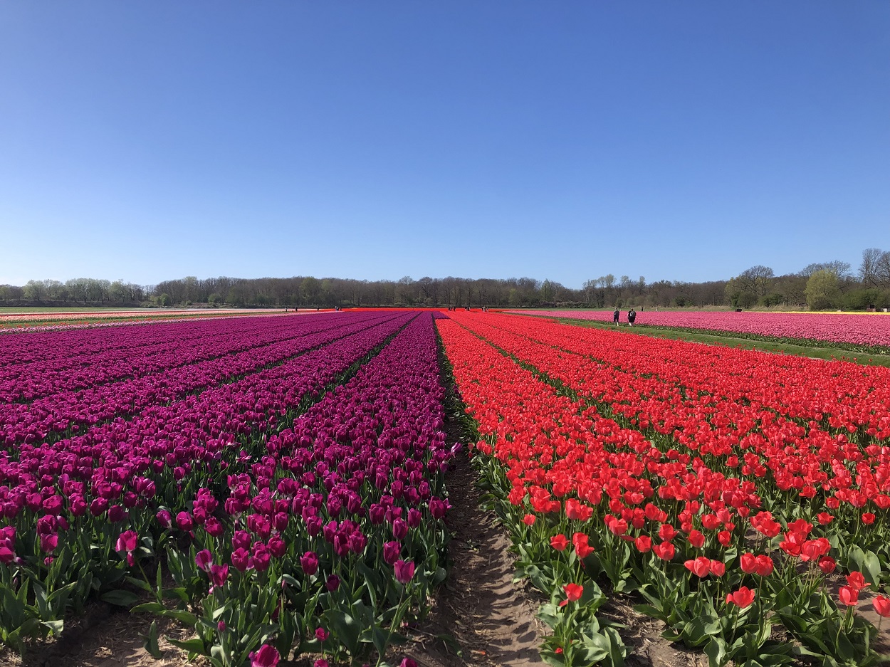 Keukenhof tulip festival 2025