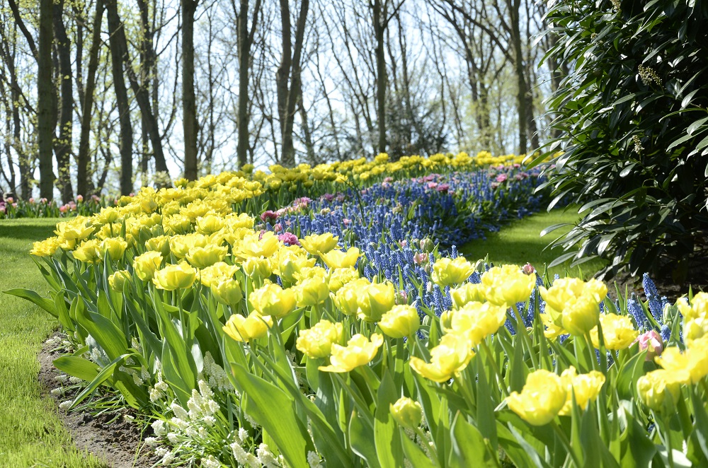 Best time to see tulips in Keukenhof