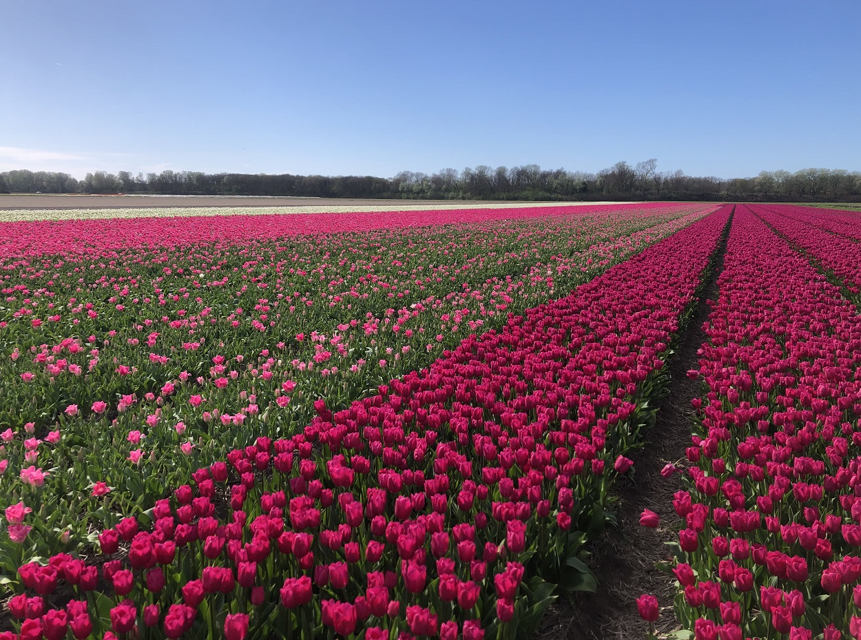 Keukenhof best time to visit