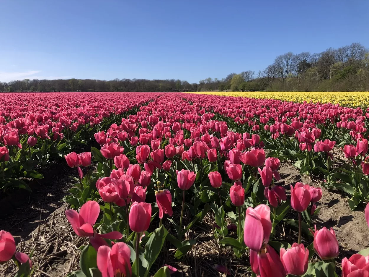 Tulip fields near Keukenhof in bloom