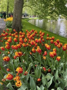  Keukenhof 2026: dates, tickets, prices Motiv 