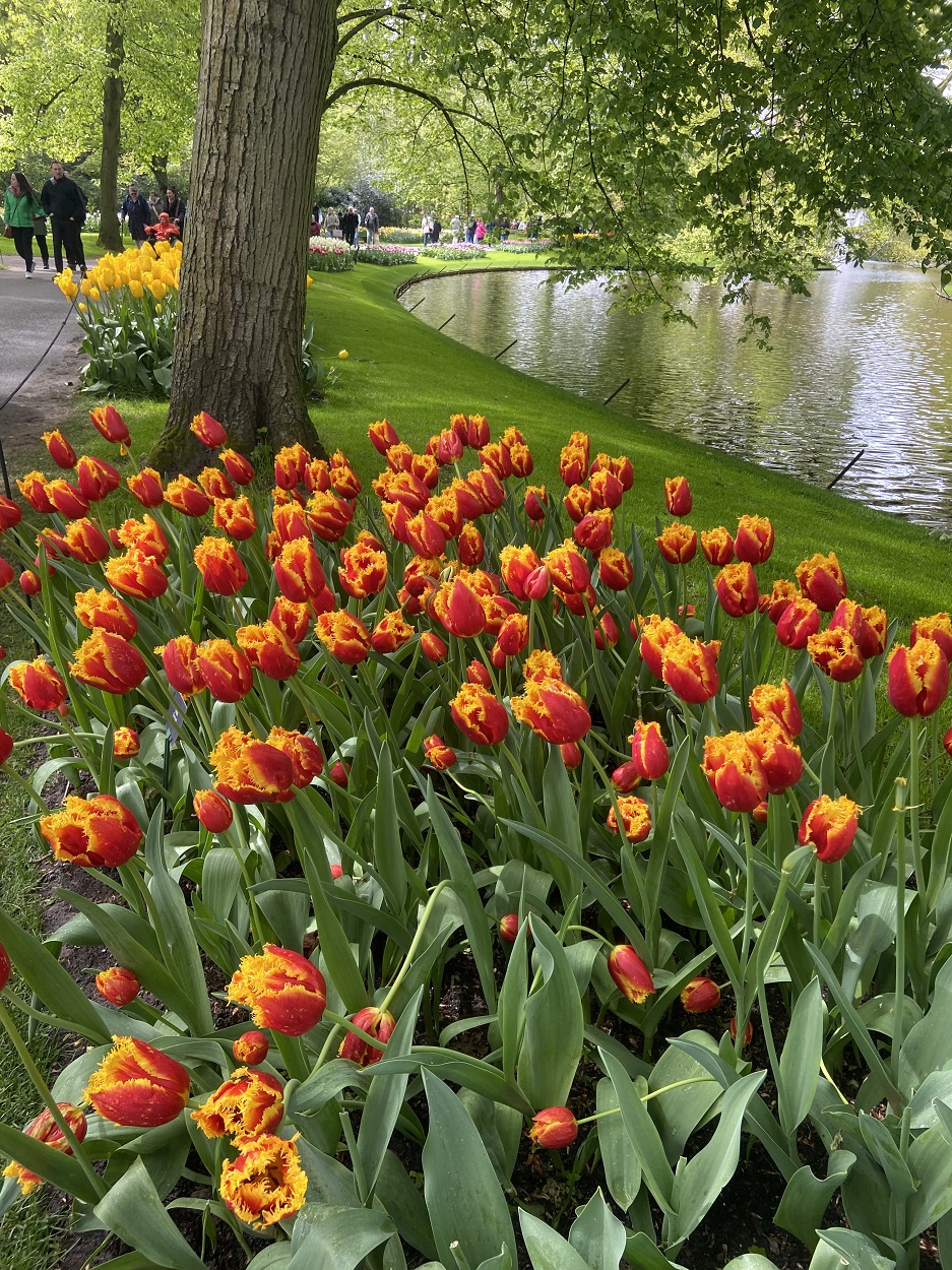 Amsterdam the Netherlands tulip garden