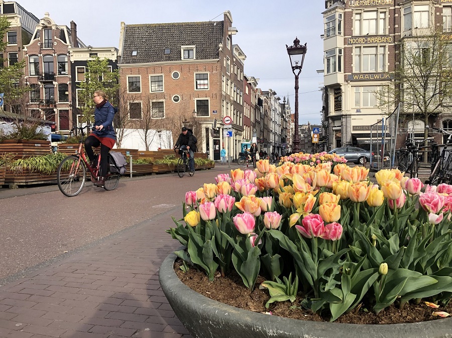 Amsterdam tulip season 2025