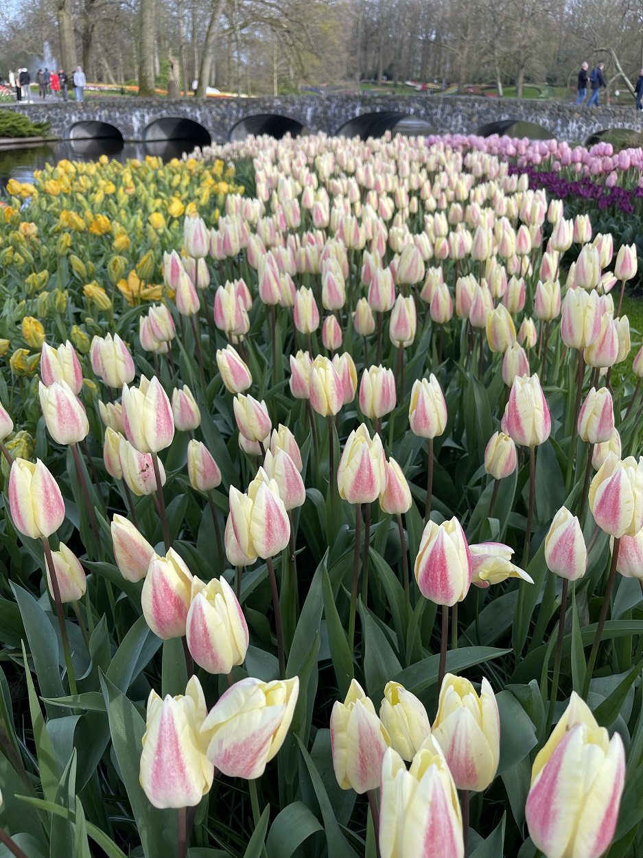 Keukenhof tulip festival 2025