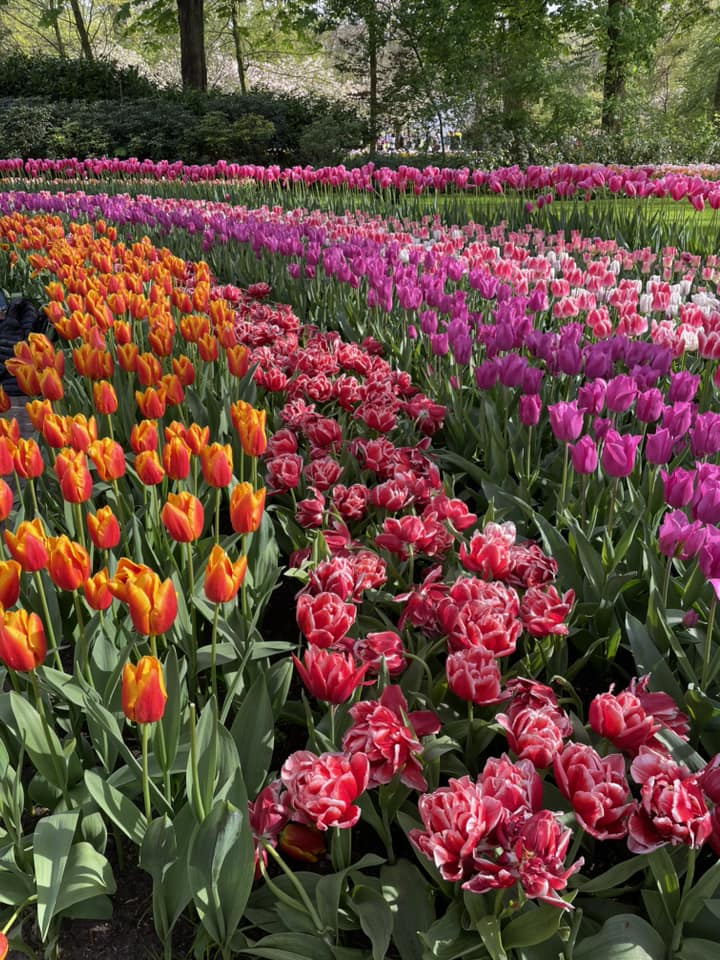 Keukenhof tulip garden, spring park near Amsterdam