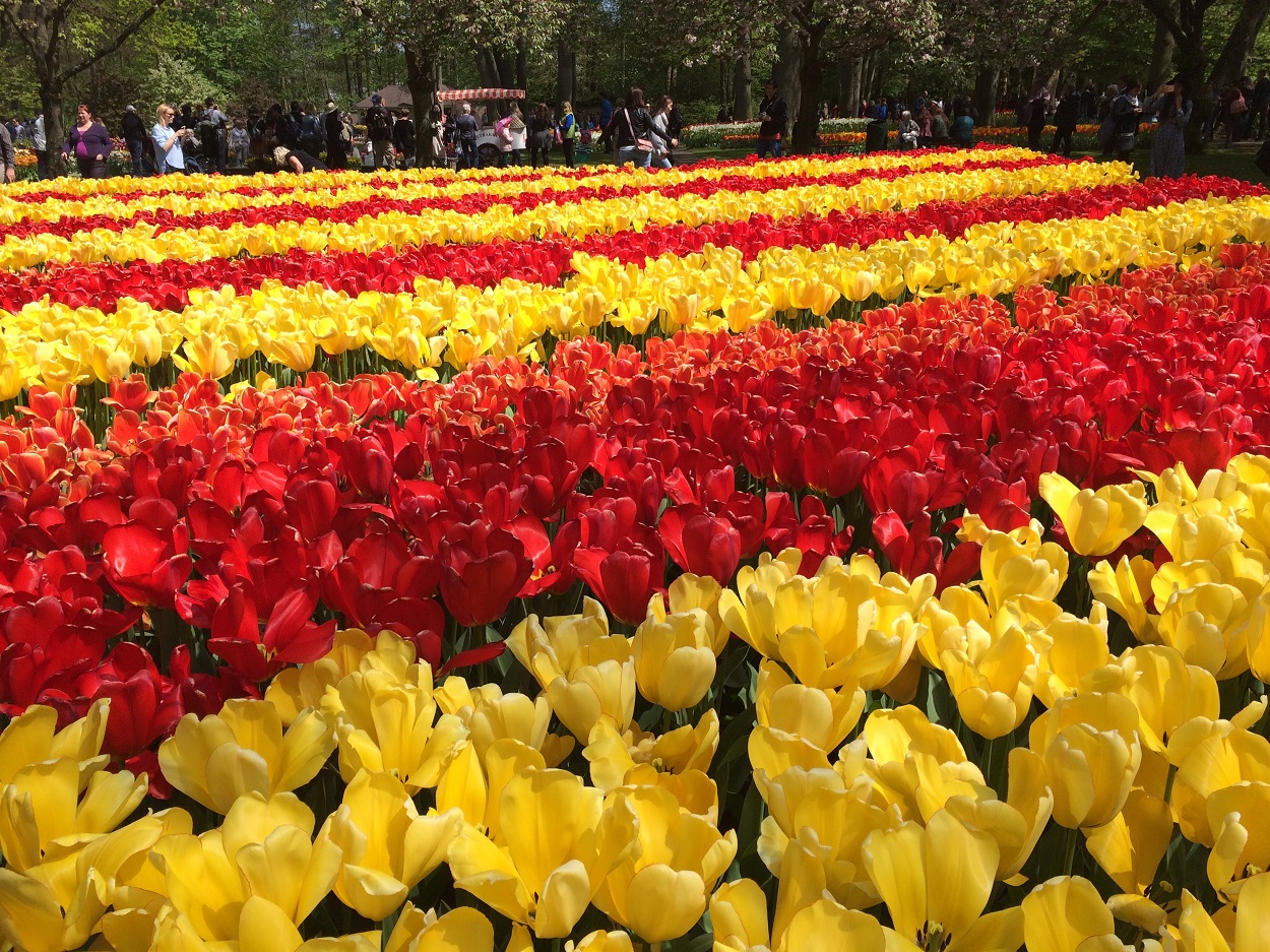 Could Keukenhof tickets sell out?