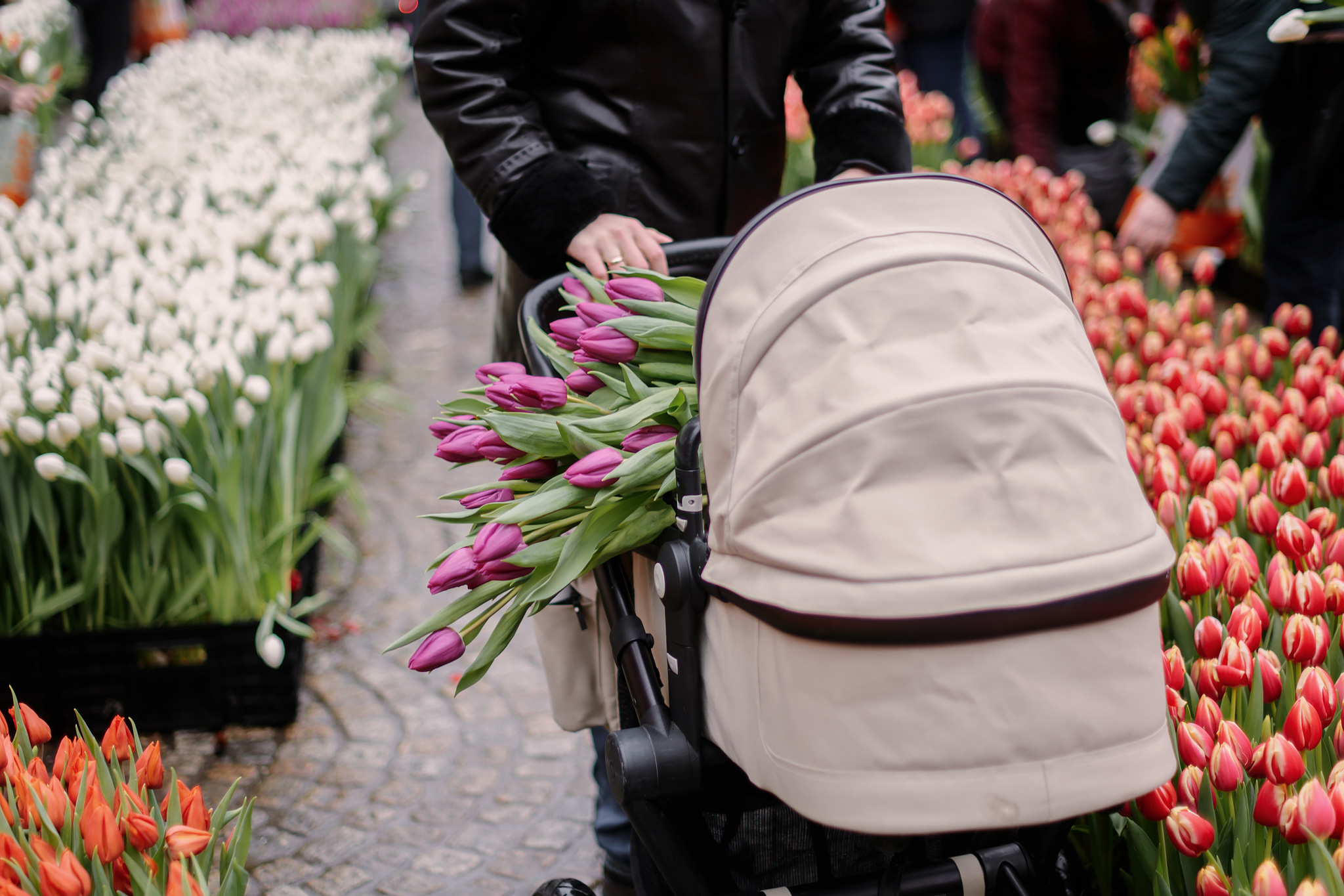 National tulips day Amsterdam