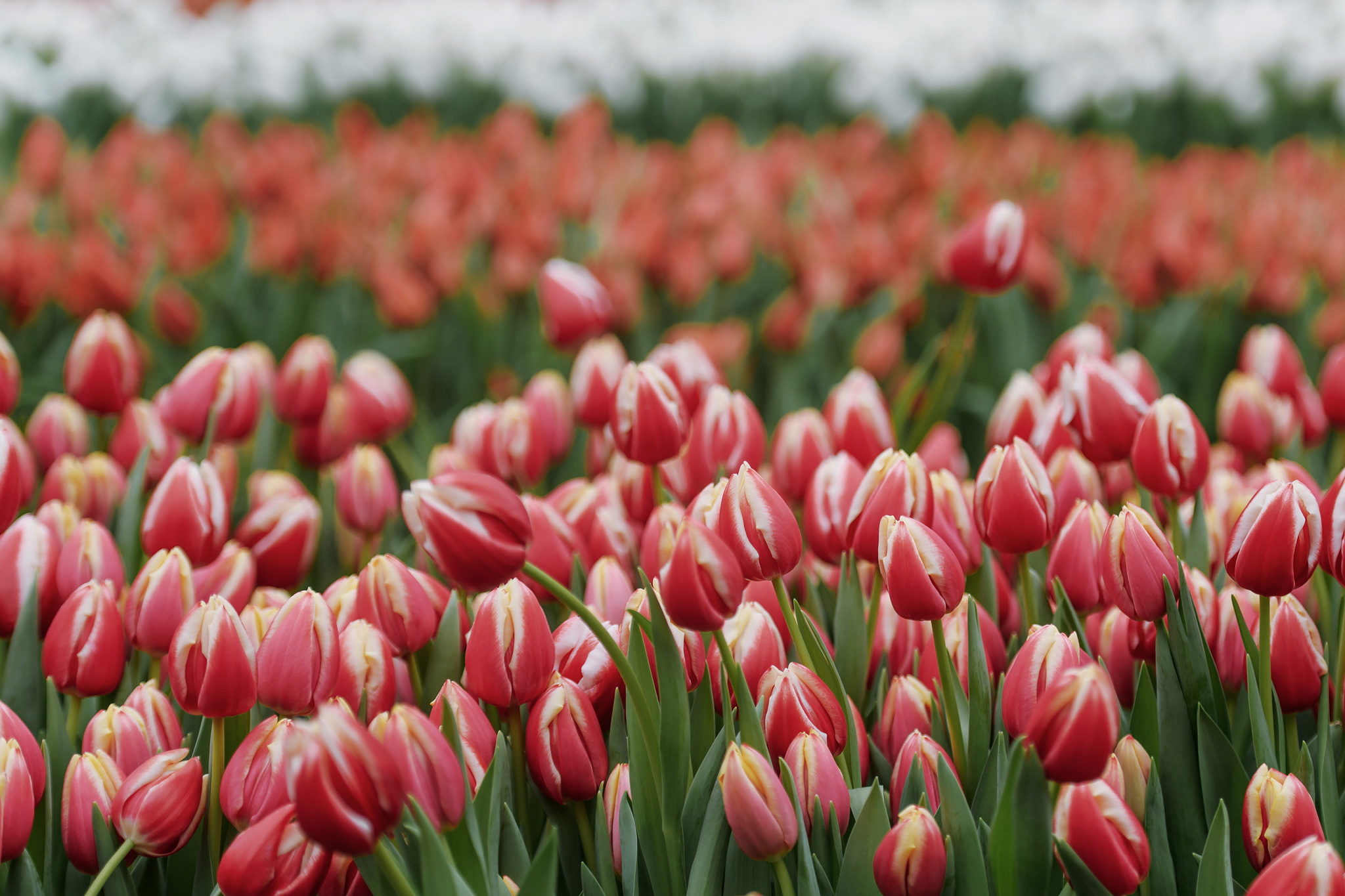 Tulip festival Amsterdam january 2026