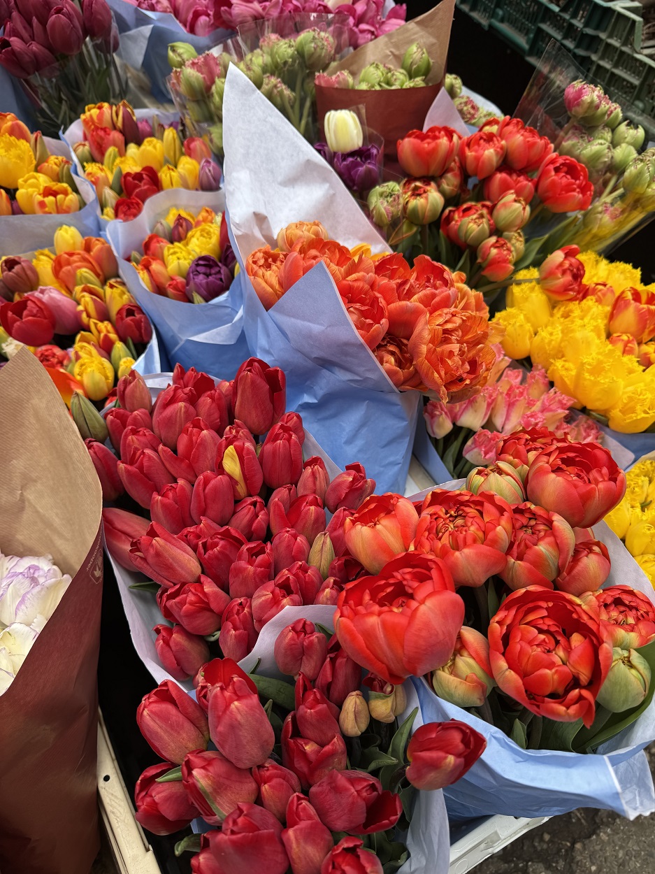 Tulips in Amsterdam