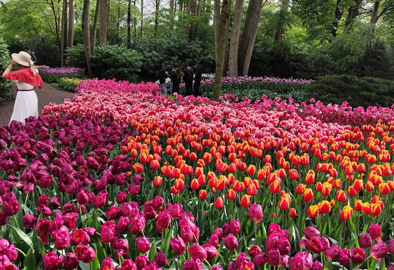 Keukenhof bus from The Hague
