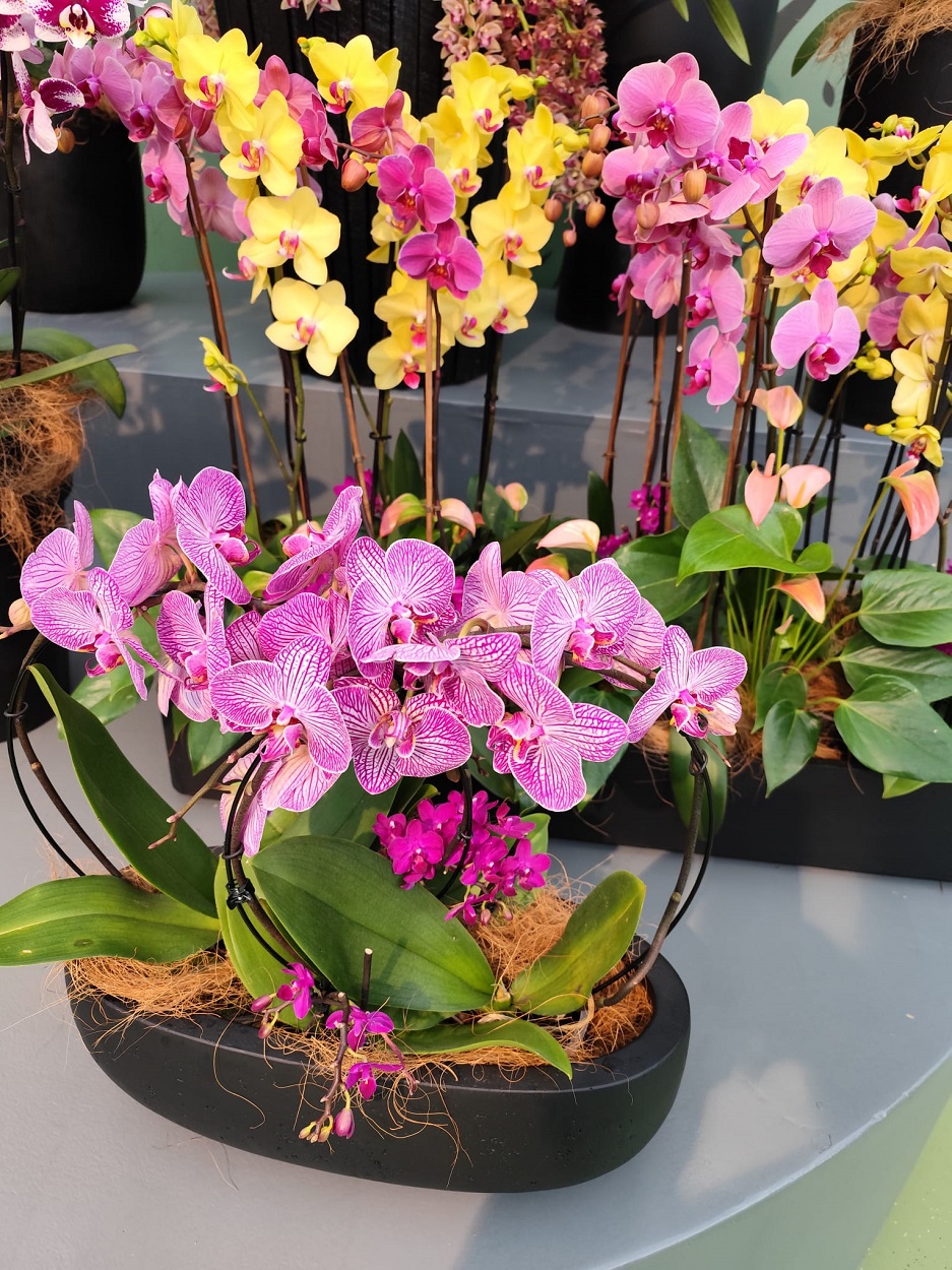 Flower shows at Keukenhof in 2026