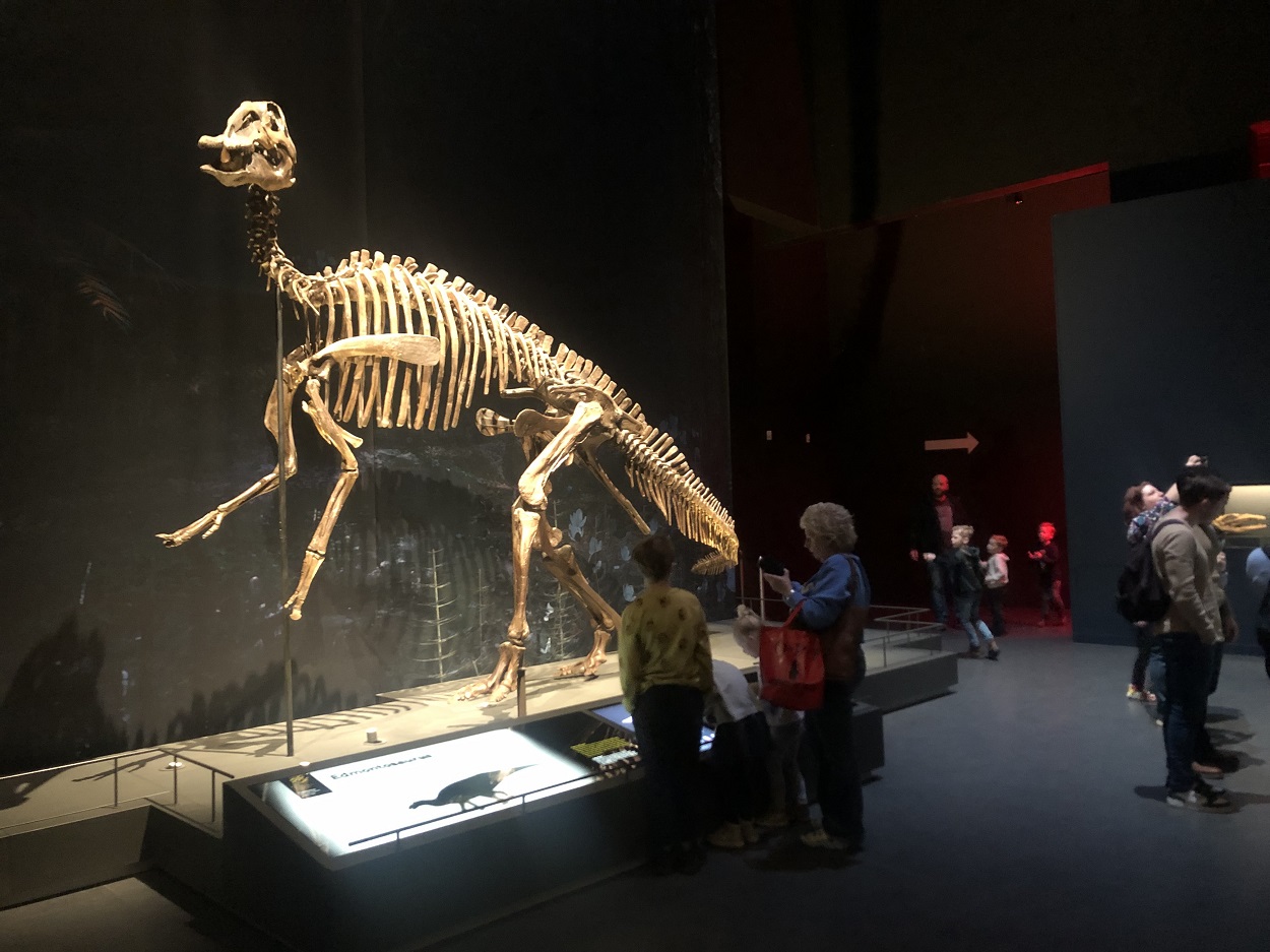 Naturalis, things to do near Keukenhof with children