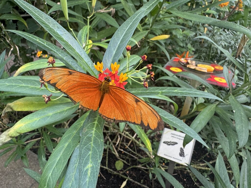 Tropical butterflies flying freely in the Butterfly House at the Hortus Botanicus