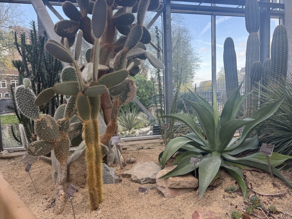 Cactuses in the desert zone of the Climate House at the Hortus Botanicus Amsterdam