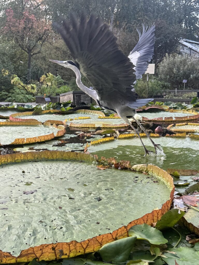 Bird flying over the Hortus Botanicus Amsterdam