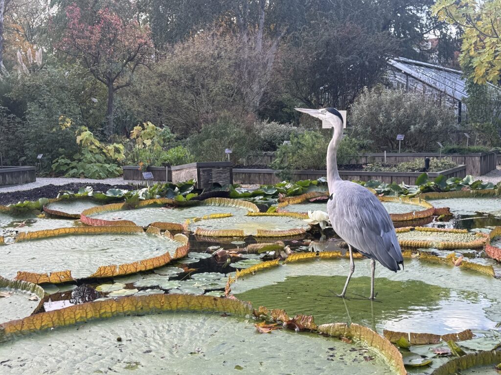 Bird in the garden of the Hortus Botanicus Amsterdam