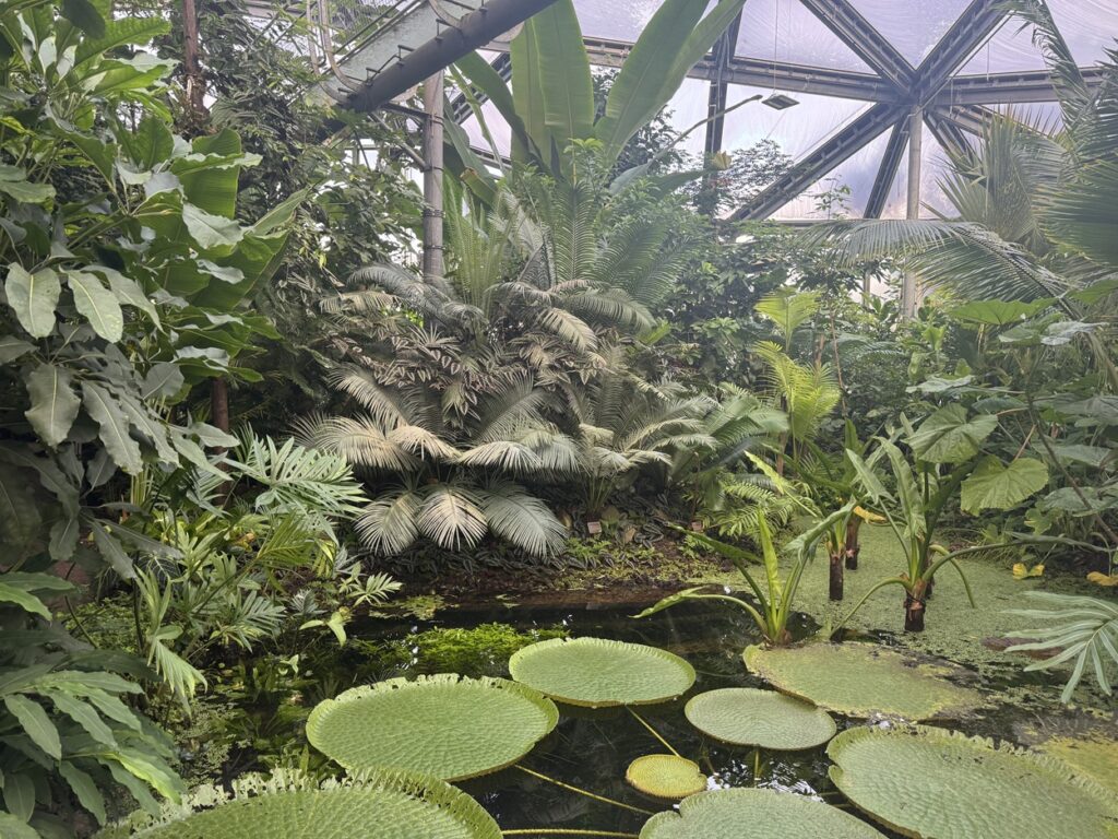 Plants inside the Climate House at the Hortus Botanicus Amsterdam